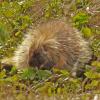 porcupine-eating-marsh-marigold