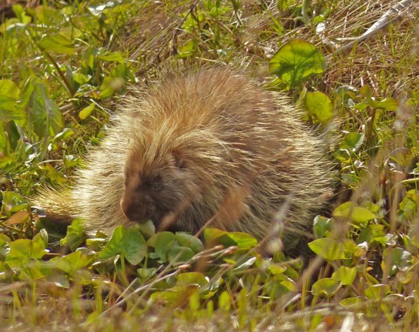 porcupine-eating-marsh-marigold