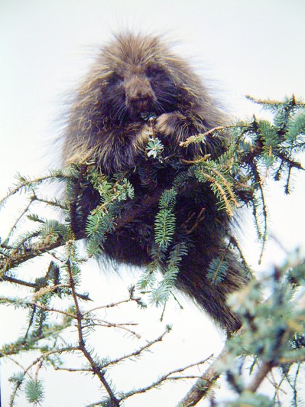porcupine-eating-spruce-needles