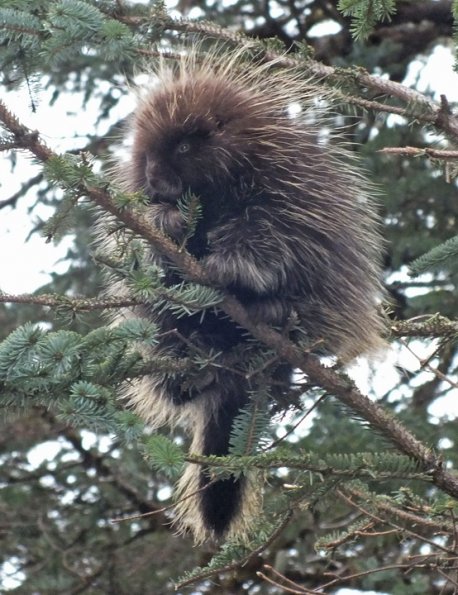 porcupine-eating-spruce-twigs