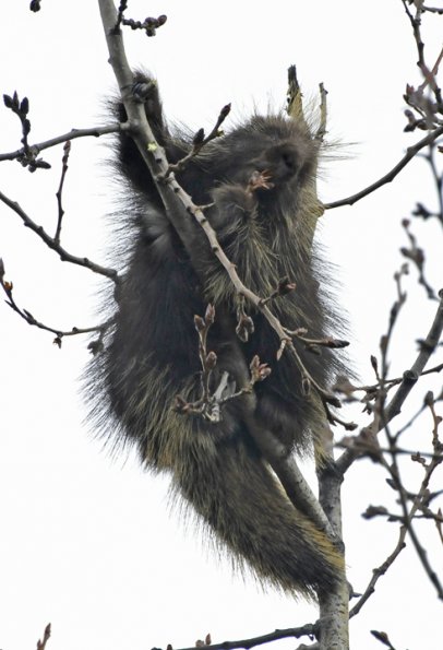 porcupine-feeding-on-cottonwood-buds-1