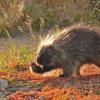 porcupine-in-the-alpine