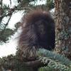 porcupine-in-tree_1325697480