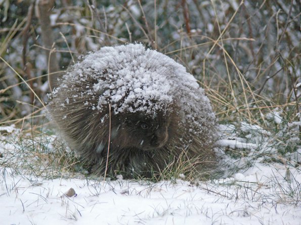 porcupine-with-snow