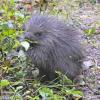 porcupine-youngster-eating-alder-leaves