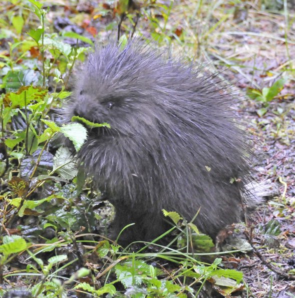 porcupine-youngster-eating-alder-leaves