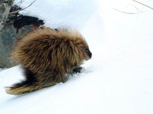 porcupine-youngster-on-snow