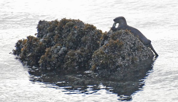 river-otter-eating-fish-on-rock