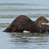 river-otter-eating-starry-flounder