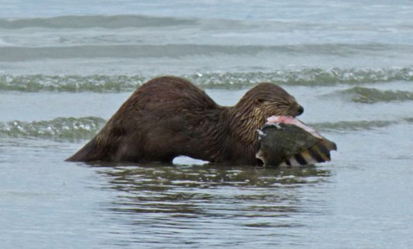 river-otter-eating-starry-flounder
