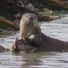 river-otter-feeding-on-starry-flounder-2