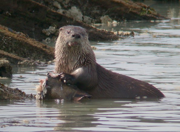 river-otter-feeding-on-starry-flounder-2