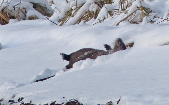 river-otter-in-snow-2