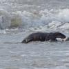 river-otter-leaving-the-water