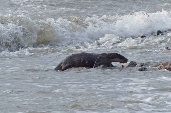 river-otter-leaving-the-water