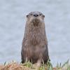 river-otter-looking
