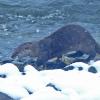 river-otter-on-a-snowy-day