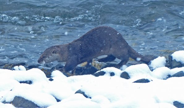river-otter-on-a-snowy-day