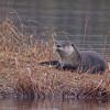 river-otter-portrait-juneau