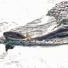 river-otter-swimming-with-fish