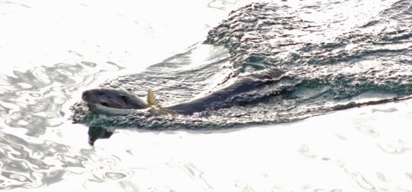 river-otter-swimming-with-fish