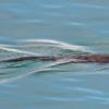 river-otter-swimming