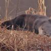 river-otter-taking-a-snooze-juneau