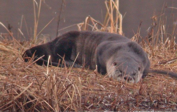 river-otter-taking-a-snooze-juneau