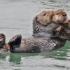 sea-otter-and-baby-3
