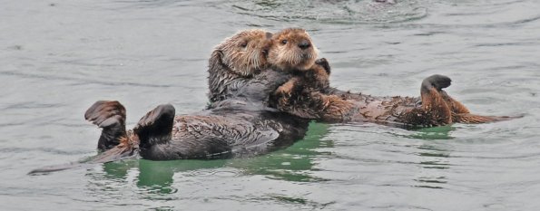 sea-otter-and-baby-3