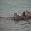 sea-otter-eating-kelp