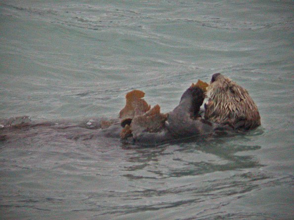 sea-otter-eating-kelp