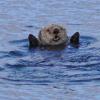 sea-otter-glacier-bay