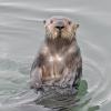 sea-otter-looking