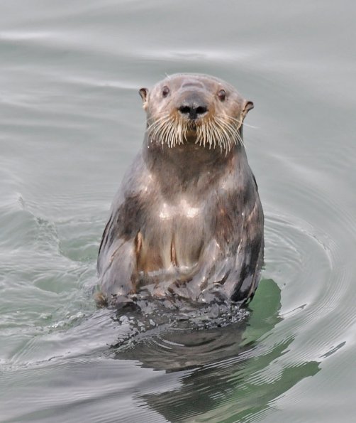 sea-otter-looking