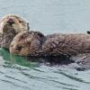 sea-otter-mom-with-youngster-raynox