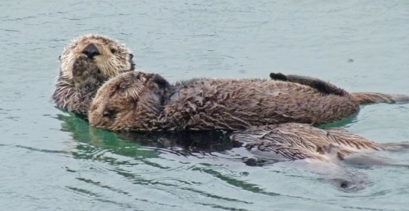 sea-otter-mom-with-youngster-raynox