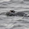 sea-otter-seal-3