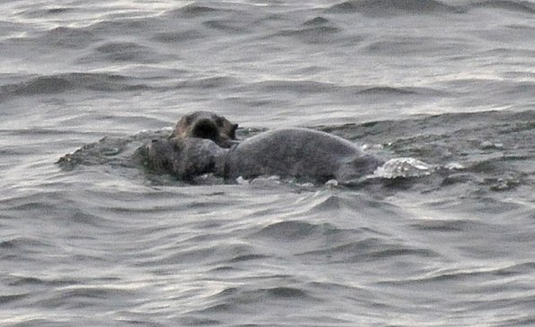 sea-otter-seal-3