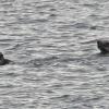 sea-otter-seal-sea-lion-1