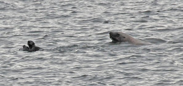 sea-otter-seal-sea-lion-1
