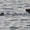 sea-otter-seal-sea-lion-2