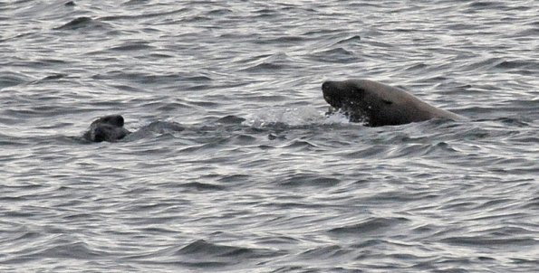 sea-otter-seal-sea-lion-2