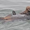 sea-otter-sharing-clam-with-youngster