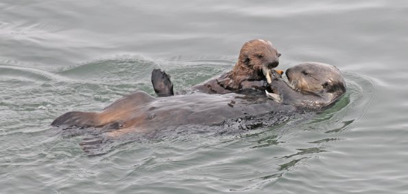 sea-otter-sharing-clam-with-youngster