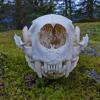 sea-otter-skull-front-view