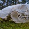 sea-otter-skull-side-view
