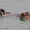 sea-otter-with-baby
