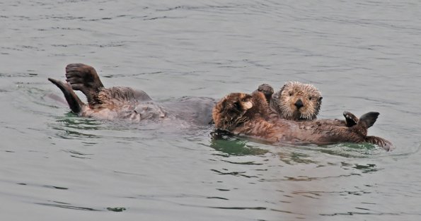 sea-otter-with-baby