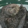 sea-otter-with-tail-captive-in-a-zoo